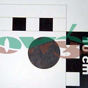 ZF098 - Amazone Check Valve Diaphragm